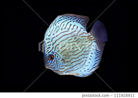 鐵餅綠松石鐵餅黑背 111928911