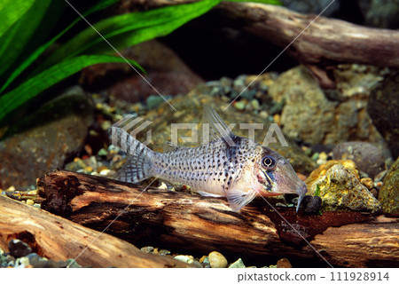 Corydoras Pastazensis Corydoras Pastazensis Aquarium Corydoras Pastazensis Corydoras Pastazensis Aquarium 111928914