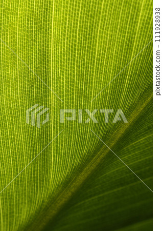 植物葉子特寫奧古斯塔圖形素材 植物葉子特寫奧古斯塔圖形素材 111928938