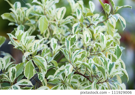 Houseplant Ficus Benjamin Starlight Houseplant Ficus Benjamin Starlight 111929006