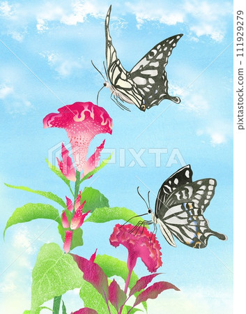 燕尾蝴蝶和雞冠花的插圖 111929279