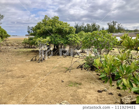 Okinawa main island mangrove landscape 111929481