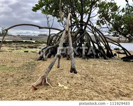 Okinawa main island mangrove landscape Okinawa main island mangrove landscape 111929483
