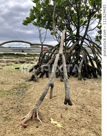 Okinawa main island mangrove landscape 111929485