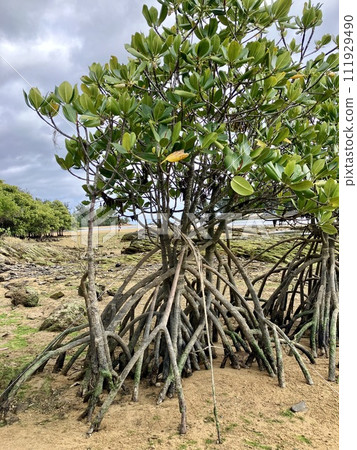 Okinawa main island mangrove landscape 111929490
