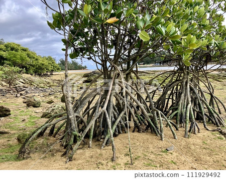 Okinawa main island mangrove landscape 111929492