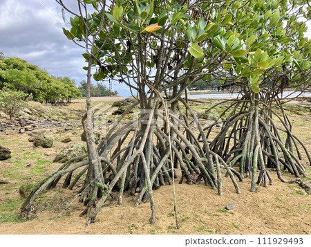 Okinawa main island mangrove landscape 111929493