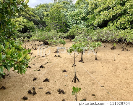 沖繩本島紅樹林景觀 111929704