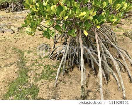 Okinawa main island mangrove landscape 111929901