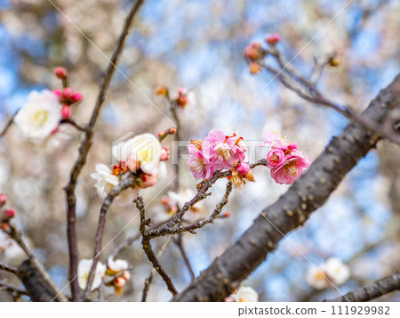紅白相間的梅花（源平花）【如你所願】 111929982