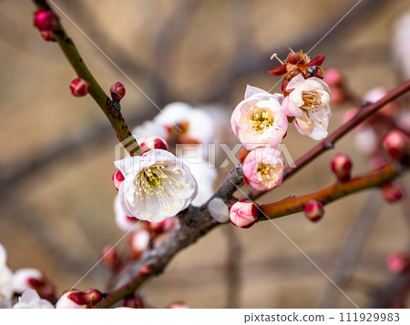 Plum blossoms in red and white bloom (Genpei bloom) [As you wish] 111929983