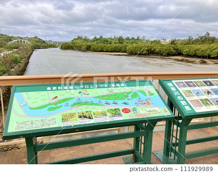 Okinawa main island mangrove landscape 111929989