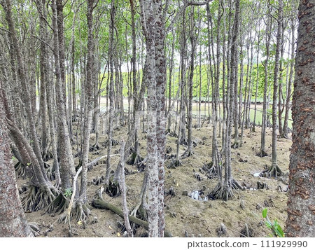 Okinawa main island mangrove landscape Okinawa main island mangrove landscape 111929990