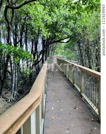 Okinawa main island mangrove landscape 111929993