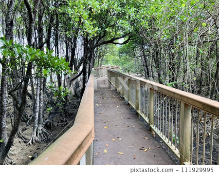 Okinawa main island mangrove landscape 111929995