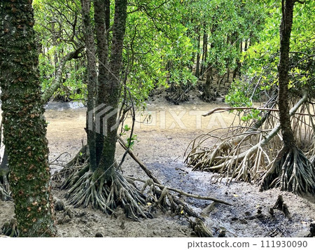 Okinawa main island mangrove landscape 111930090