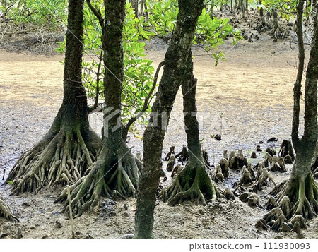 Okinawa main island mangrove landscape 111930093