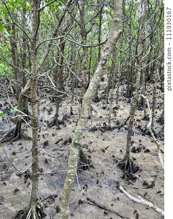 Okinawa main island mangrove landscape 111930167