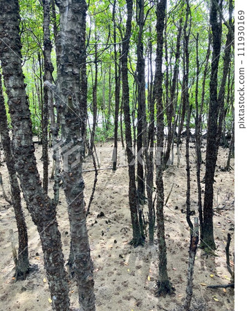 Okinawa main island mangrove landscape 111930169