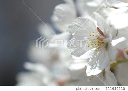 Sakura I saw someday Sakura I saw someday 111930210