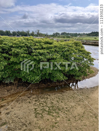 Okinawa main island mangrove landscape 111930233