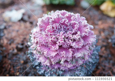 Frost flowers on leaf buttons 111930321