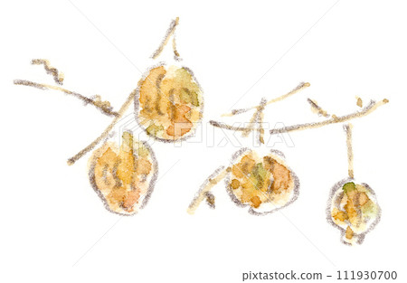 冬季植物,大量懸掛葫蘆果的水彩插圖 冬季植物,大量懸掛葫蘆果的水彩插圖 111930700
