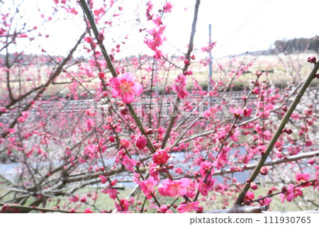 梅花林 111930765