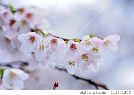 有一天看到的櫻花 111931207