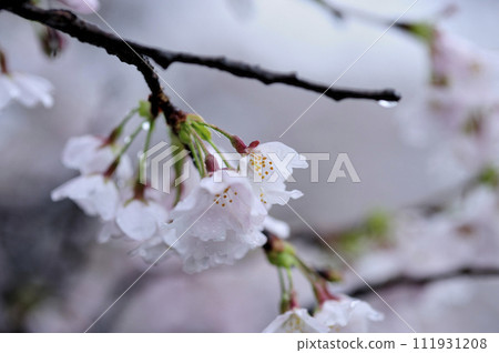 有一天看到的櫻花 111931208
