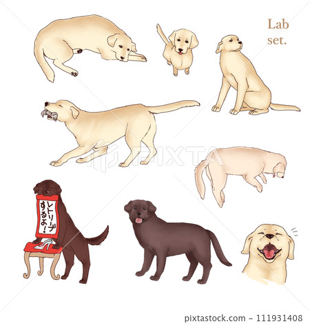 一組黃色和巧克力色拉布拉多獵犬 111931408