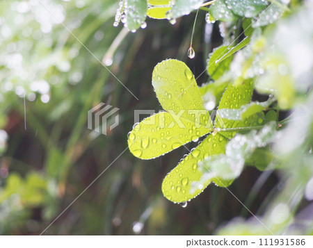 庭園植物沐浴在細雨中 庭園植物沐浴在細雨中 111931586