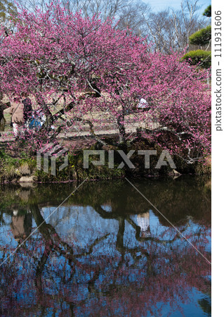 Kairakuen的梅花 111931606