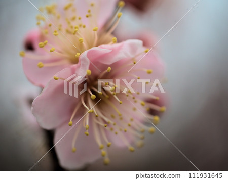 梅花盛開的二月“紅色冬至（Koutouji）” 111931645