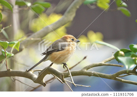 Shrike in the sun 111931706
