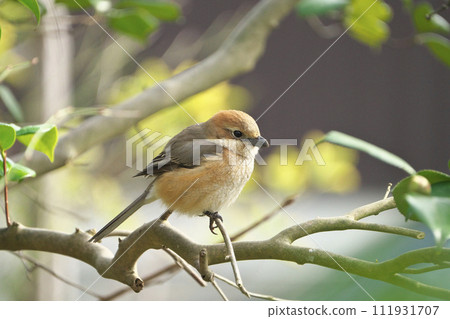 Shrike in the sun Shrike in the sun 111931707