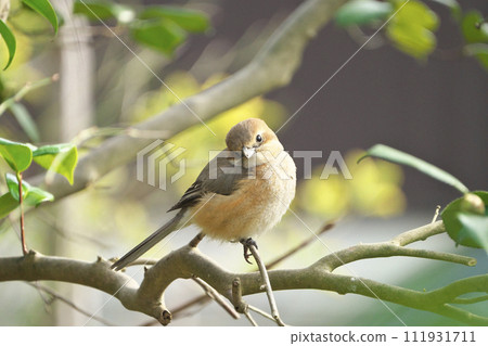 陽光下的伯勞 111931711