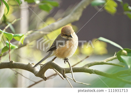 Shrike in the sun Shrike in the sun 111931713