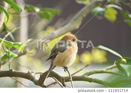 Shrike in the sun 111931714