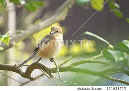 Shrike in the sun Shrike in the sun 111931715