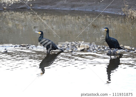 Cormorant (Kawago) 111931875