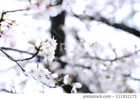 Sakura I saw someday Sakura I saw someday 111932275
