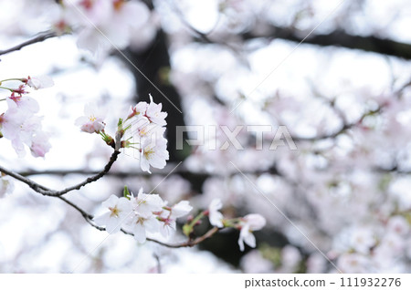 Sakura I saw someday Sakura I saw someday 111932276