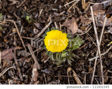 福壽莊預示著春天的到來(俯視) 福壽莊預示著春天的到來(俯視) 111932345