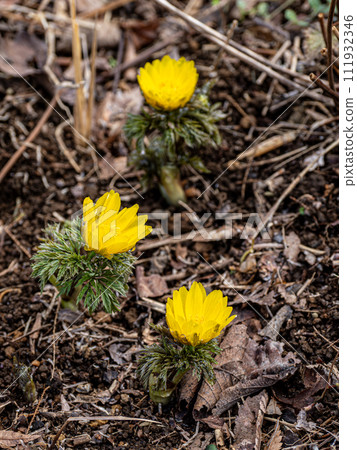 Amur adonis that announces the arrival of spring Amur adonis that announces the arrival of spring 111932346