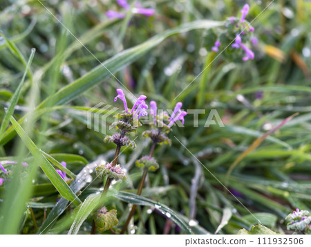 Frozen Hotokenoza flowers in Asuka Village 111932506