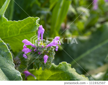 Frozen Hotokenoza flowers in Asuka Village 111932507