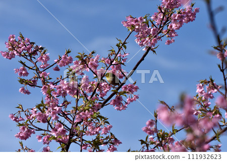 White-eye and Kawazu-zakura at Hijirisaki Park 111932623