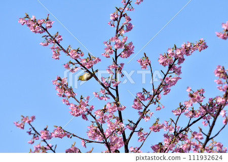 White-eye and Kawazu-zakura at Hijirisaki Park 111932624