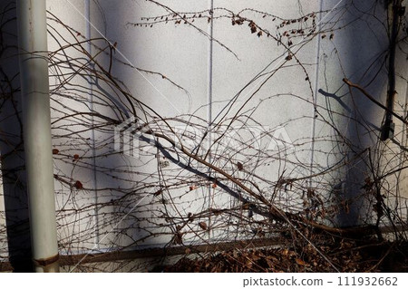 Plants crawling on the wall of the building next door after the building was demolished and removed. 111932662